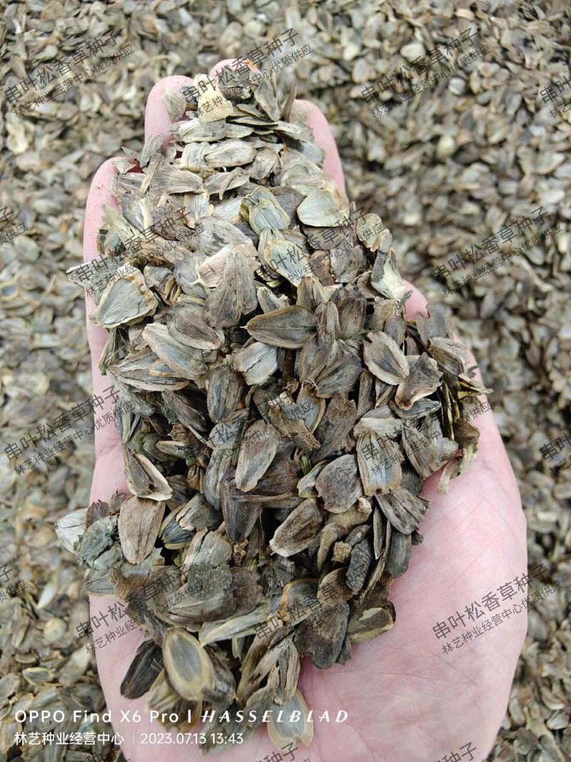 串叶松香草种子