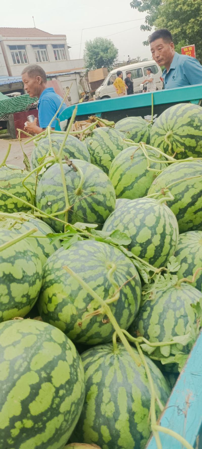优质美都西瓜