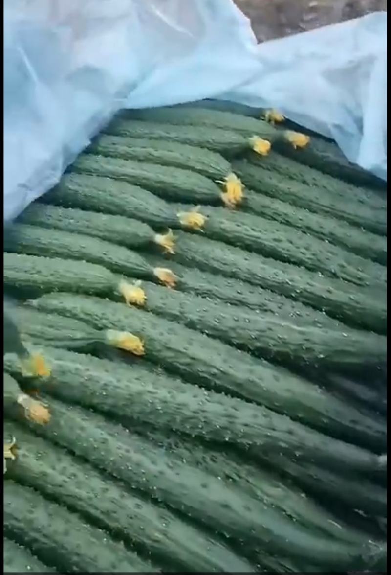 青瓜刺瓜准备上市，广东云浮产地，基地大规模生产，提供打包