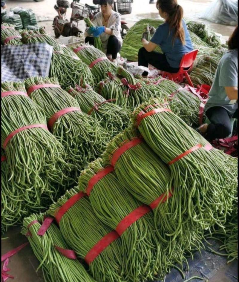 青瓜刺瓜准备上市，广东云浮产地，基地大规模生产，提供打包