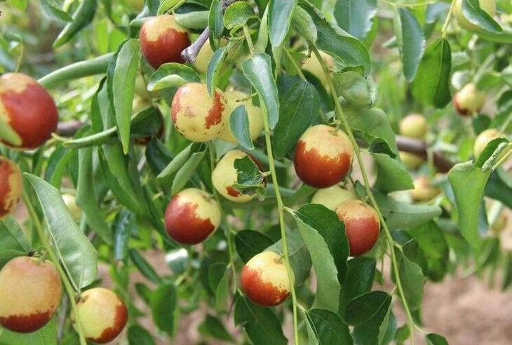大荔冬枣科技示范园试验田对比图