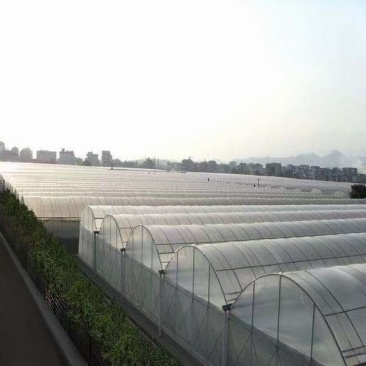 旱地出租温室蔬菜大棚（一年四季可种植各种蔬菜瓜果）