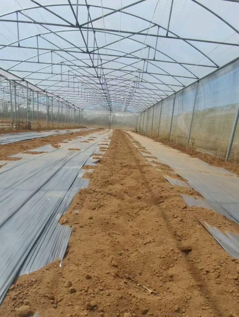 旱地出租温室蔬菜大棚（一年四季可种植各种蔬菜瓜果）