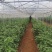 旱地出租温室蔬菜大棚（一年四季可种植各种蔬菜瓜果）