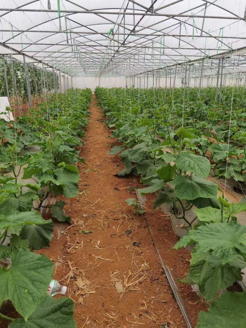 旱地出租温室蔬菜大棚（一年四季可种植各种蔬菜瓜果）