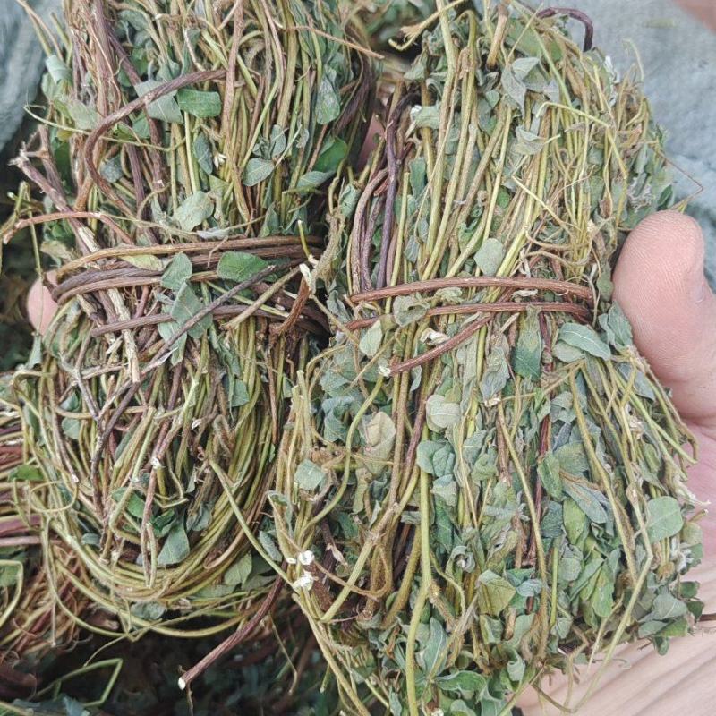 鸡骨草本地7月份新货无硫磺纯生大部分有叶特级青绿省内包