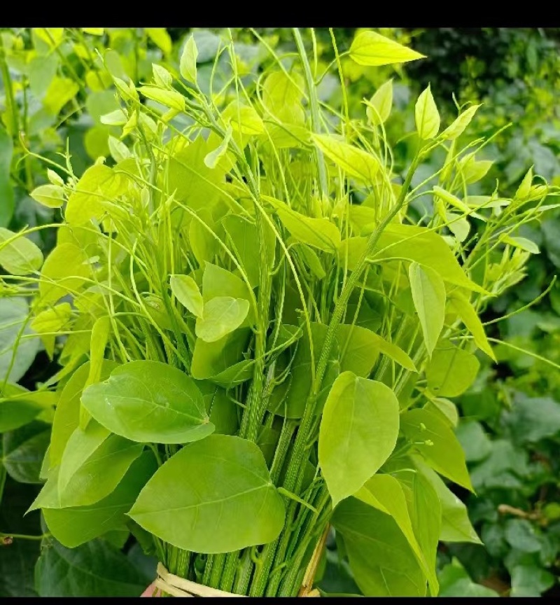 辣木苗