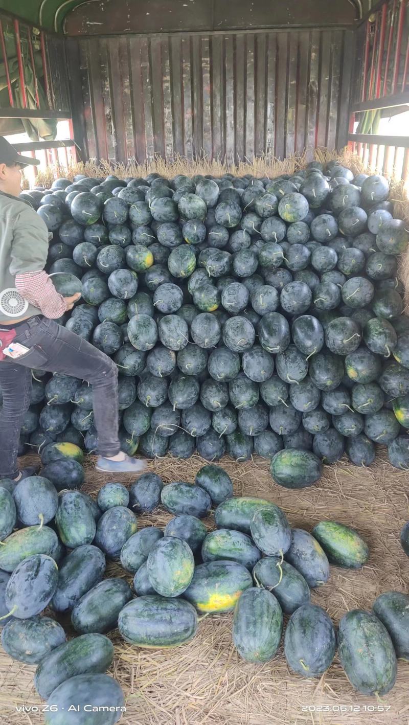 广西扶绥黑美人西瓜产地直供大量供应保质保量