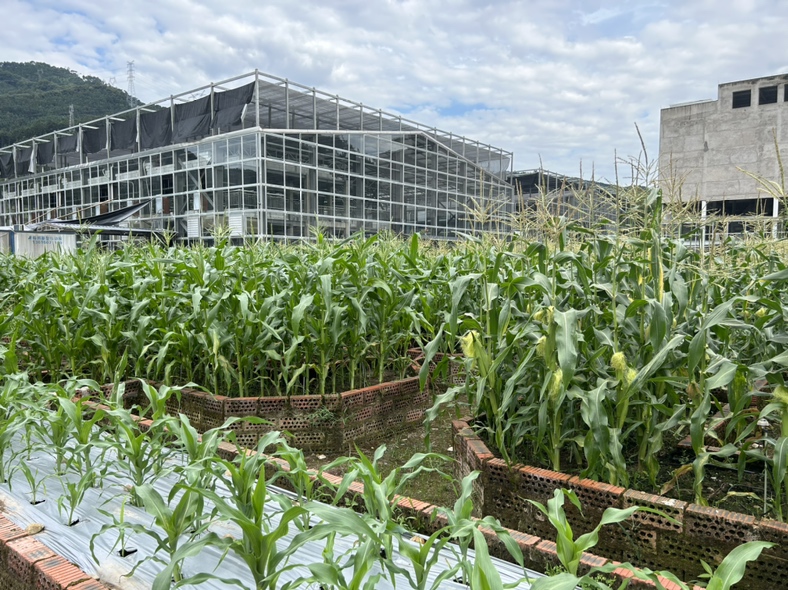 水果玉米种植基地航拍图