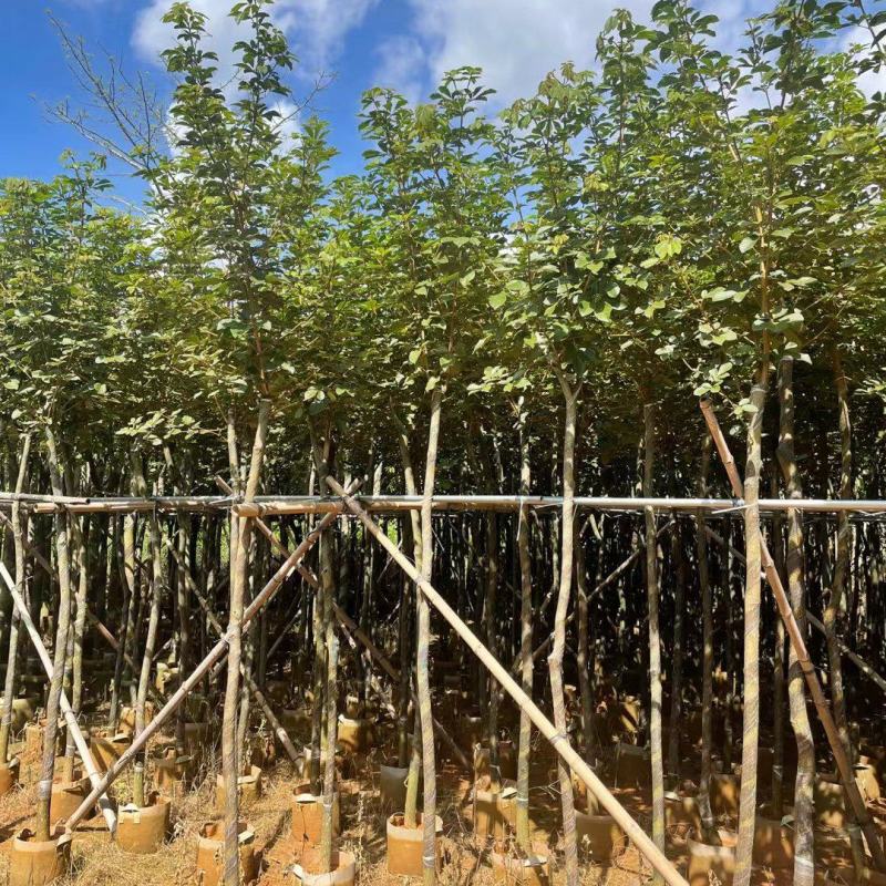 广东黄花风铃木。基地大量有货，欢迎咨询实地看货。