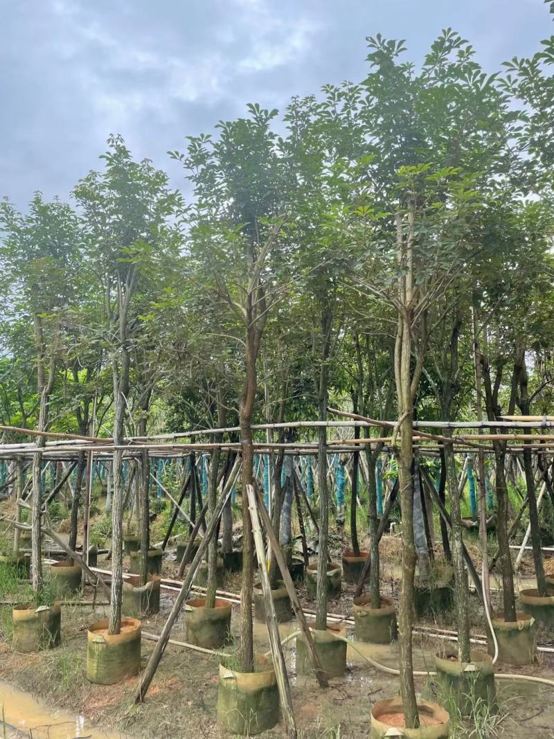 广东黄花风铃木。基地大量有货，欢迎咨询实地看货。