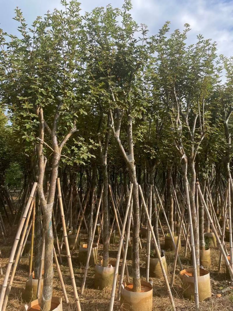 广东黄花风铃木。基地大量有货，欢迎咨询实地看货。