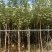 广东黄花风铃木。基地大量有货，欢迎咨询实地看货。