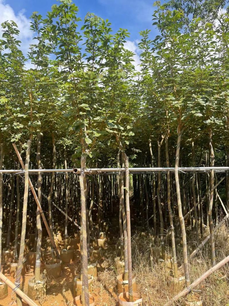 广东黄花风铃木。基地大量有货，欢迎咨询实地看货。