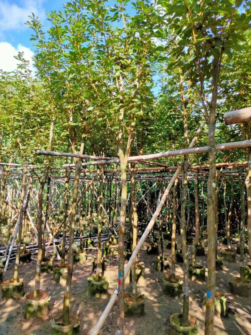 广东黄花风铃木。基地大量有货，欢迎咨询实地看货。