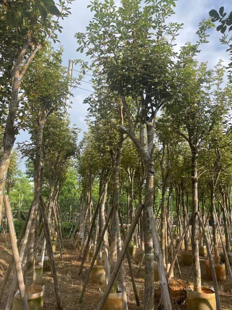 广东黄花风铃木。基地大量有货，欢迎咨询实地看货。