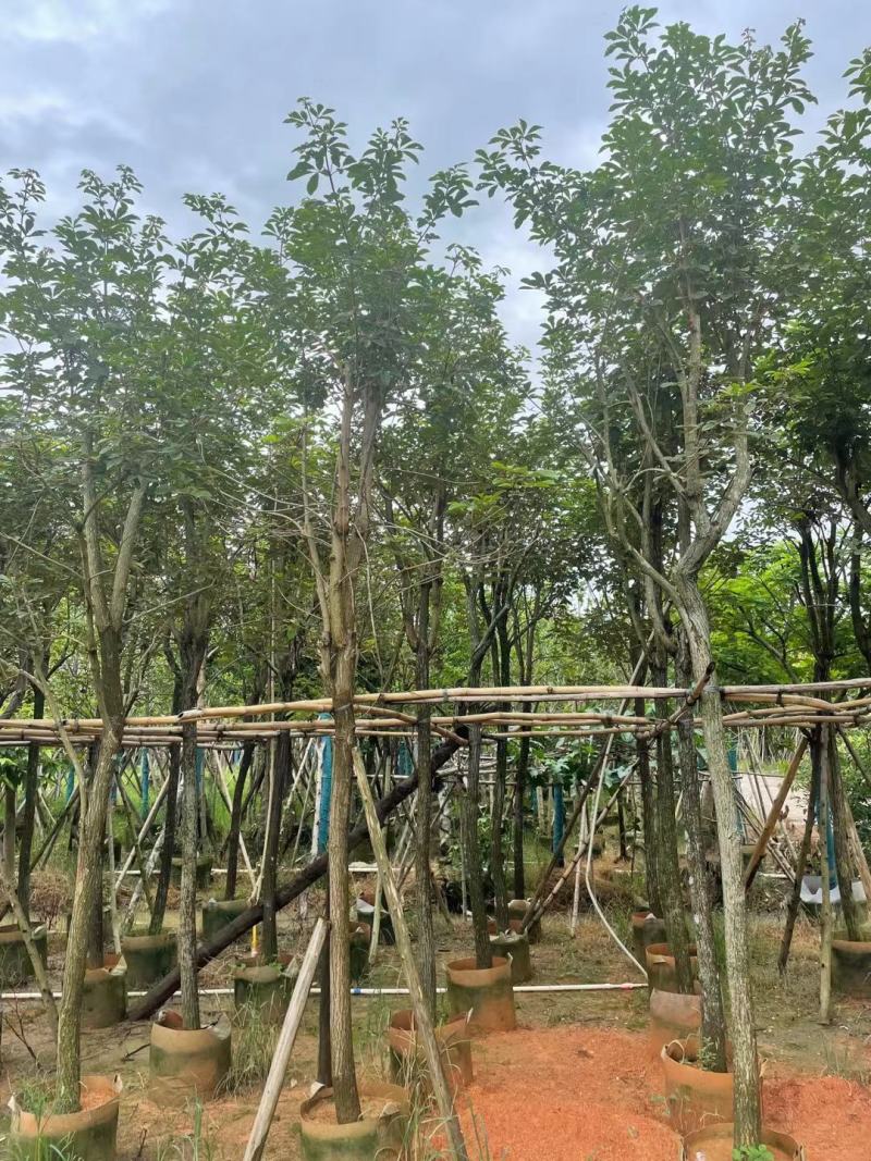 广东黄花风铃木。基地大量有货，欢迎咨询实地看货。