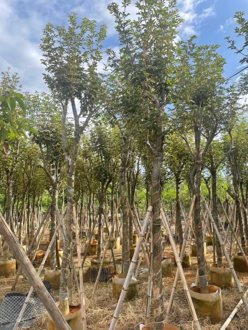 广东黄花风铃木。基地大量有货，欢迎咨询实地看货。
