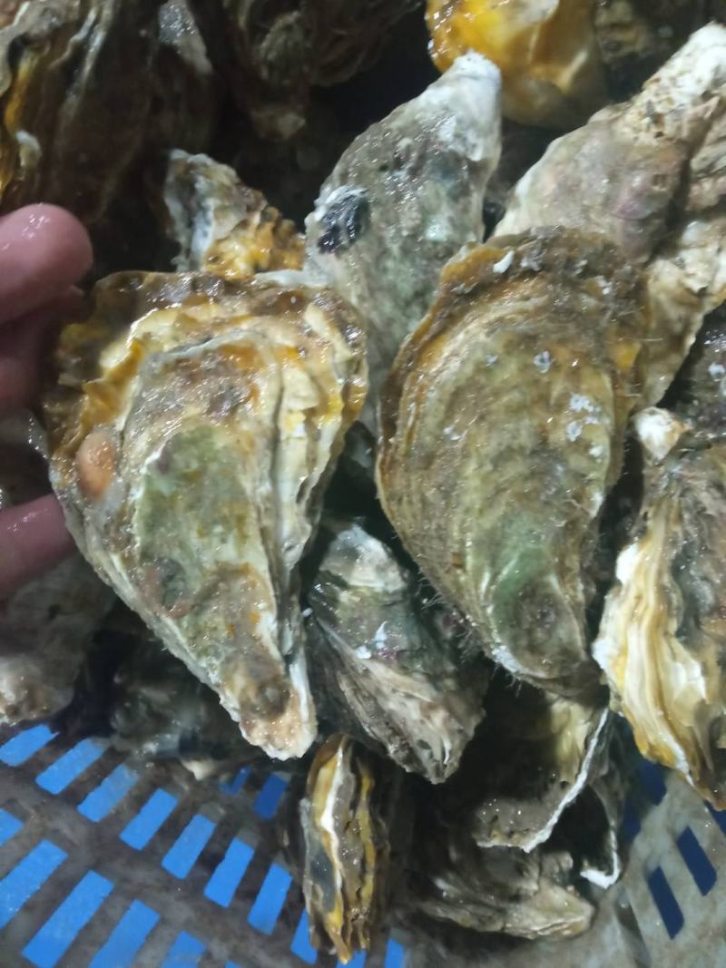 精品三倍体生蚝大量上市货源充足量大从优一手货源欢迎咨询