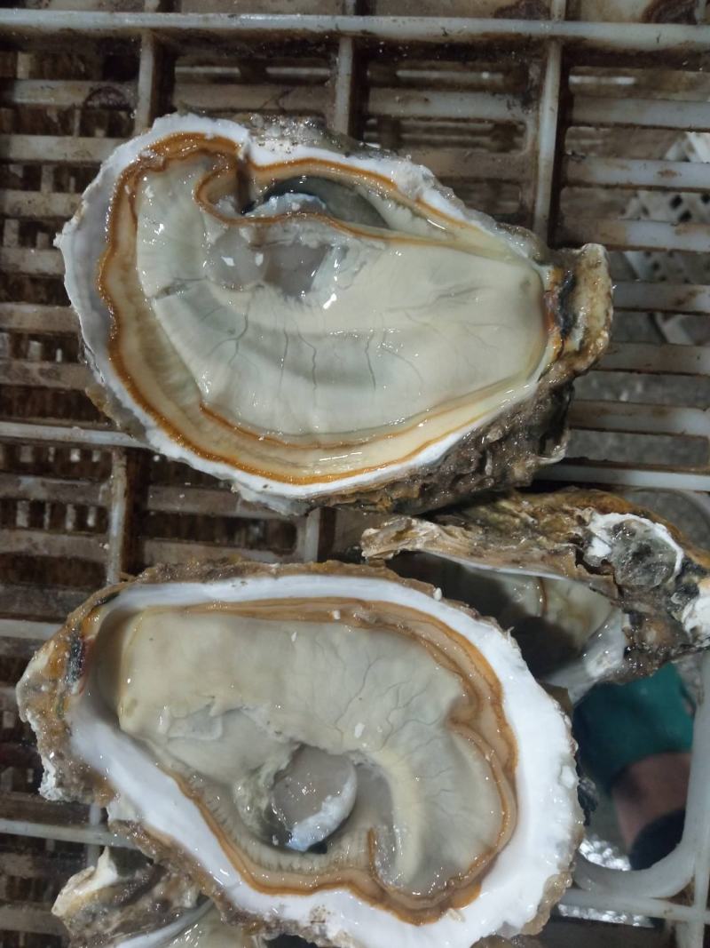 精品三倍体生蚝大量上市货源充足量大从优一手货源欢迎咨询