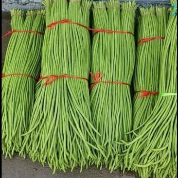 长豇豆长豆角青白条准备上市，广东云浮产地，基地大规模生产