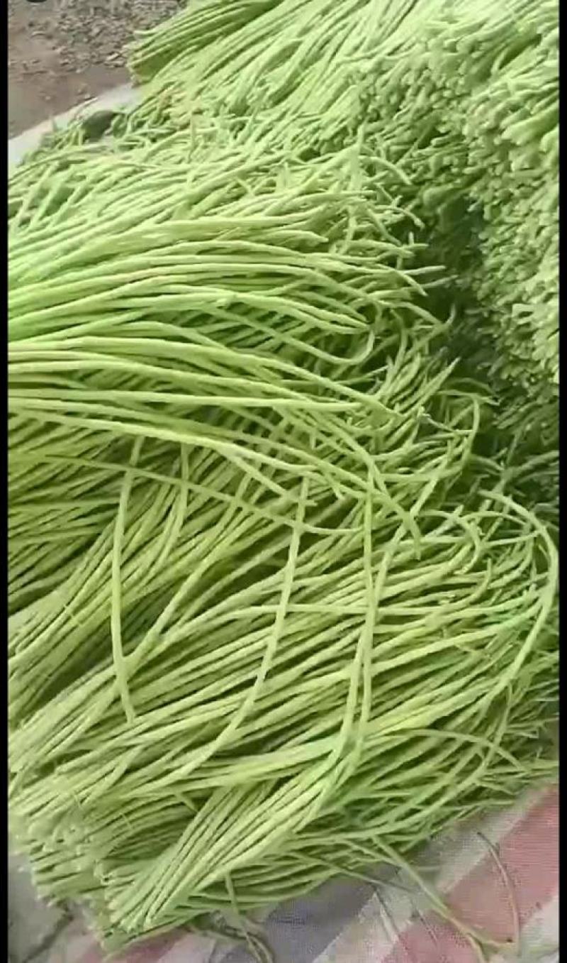 长豇豆长豆角青白条准备上市，广东云浮产地，基地大规模生产