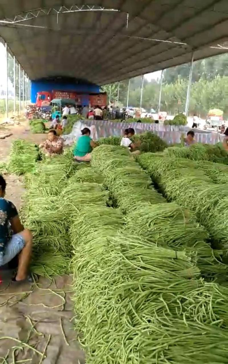 长豇豆长豆角青白条准备上市，广东云浮产地，基地大规模生产
