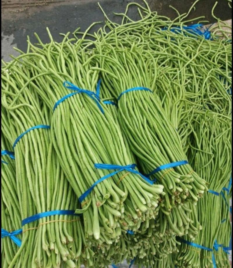 长豇豆长豆角青白条准备上市，广东云浮产地，基地大规模生产