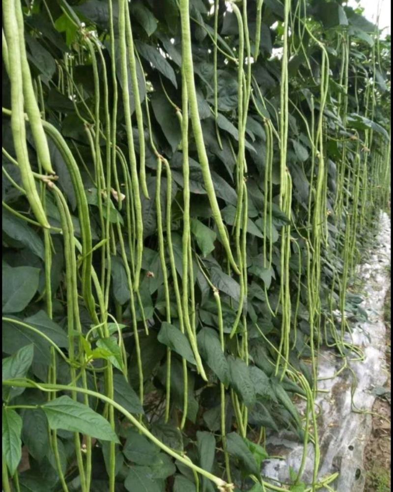 长豇豆长豆角青白条准备上市，广东云浮产地，基地大规模生产