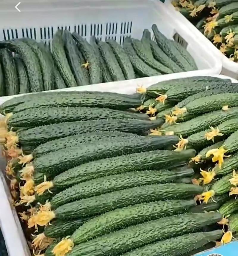 长豇豆长豆角青白条准备上市，广东云浮产地，基地大规模生产