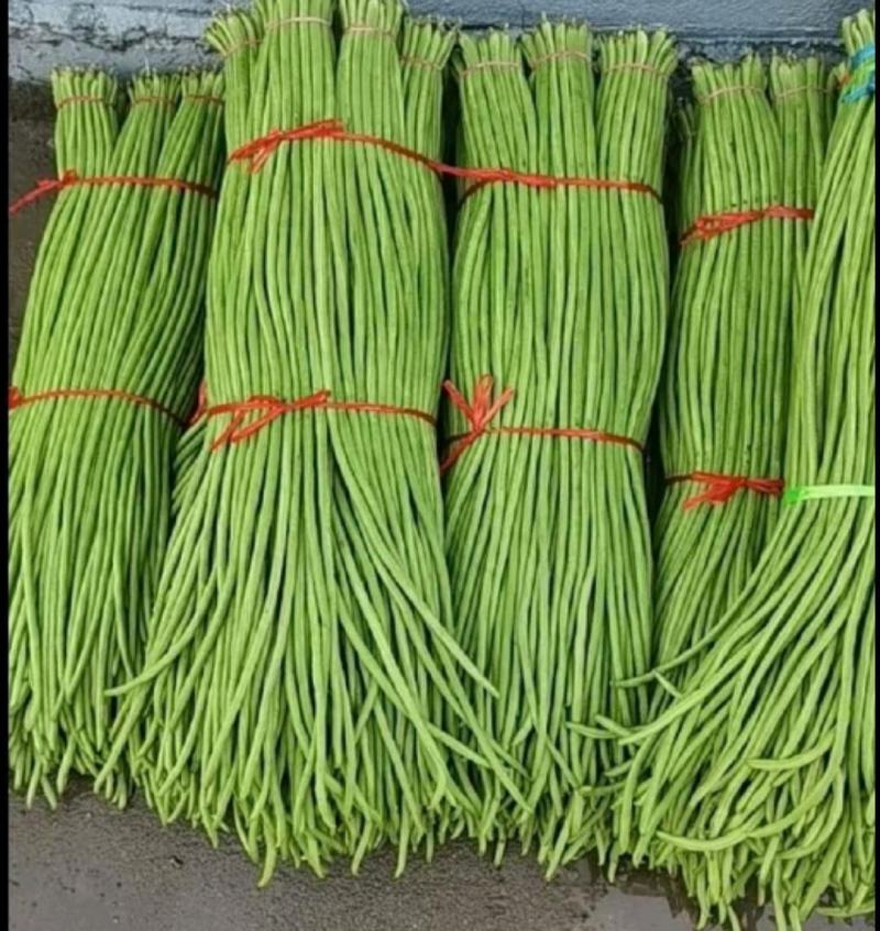 长豇豆长豆角青白条准备上市，广东云浮产地，基地大规模生产