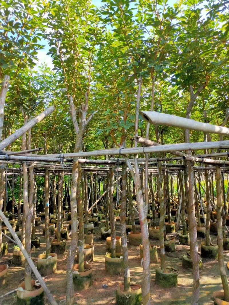 广东黄花风铃木。基地大量有货，欢迎咨询实地看货。