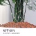 文竹种子四季易活室内防辐射盆栽绿植易种花卉种子观叶种子