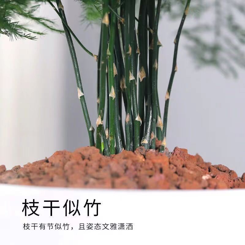 文竹种子四季易活室内防辐射盆栽绿植易种花卉种子观叶种子