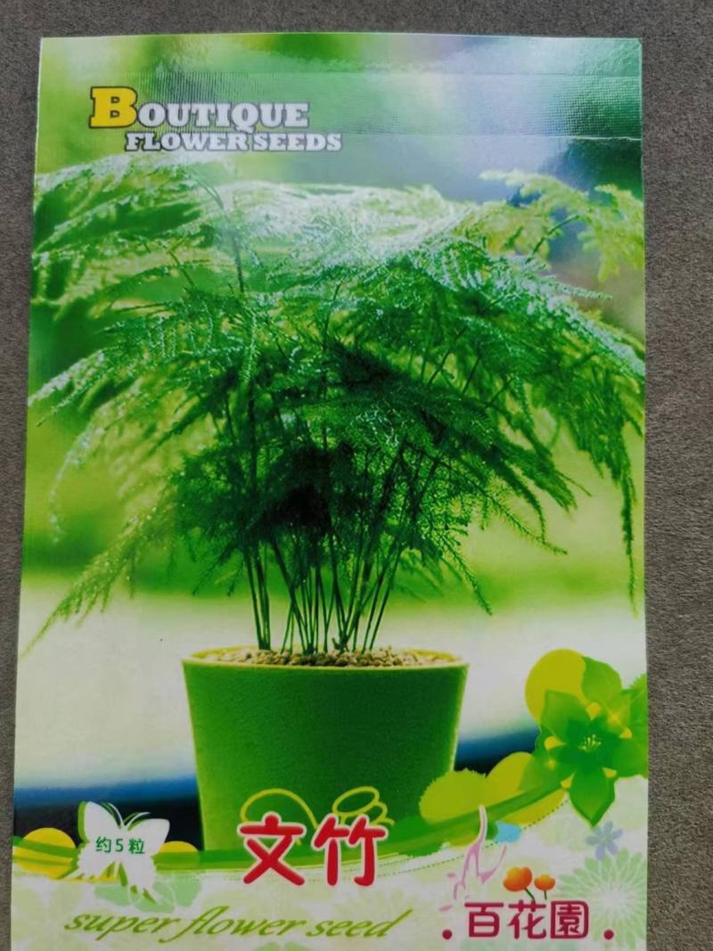 文竹种子四季易活室内防辐射盆栽绿植易种花卉种子观叶种子