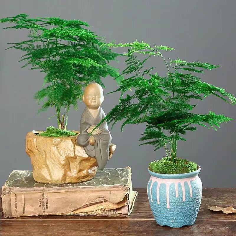 文竹种子四季易活室内防辐射盆栽绿植易种花卉种子观叶种子