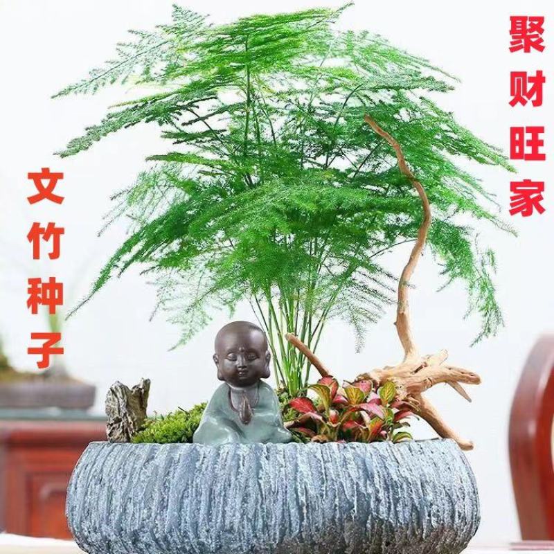 文竹种子四季易活室内防辐射盆栽绿植易种花卉种子观叶种子