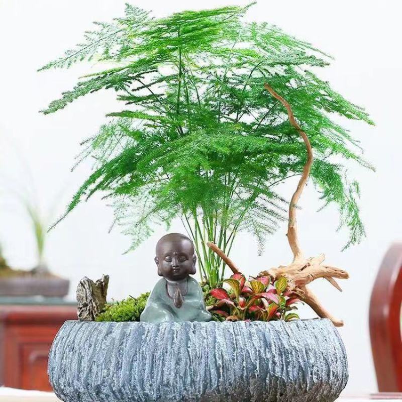 文竹种子四季易活室内防辐射盆栽绿植易种花卉种子观叶种子