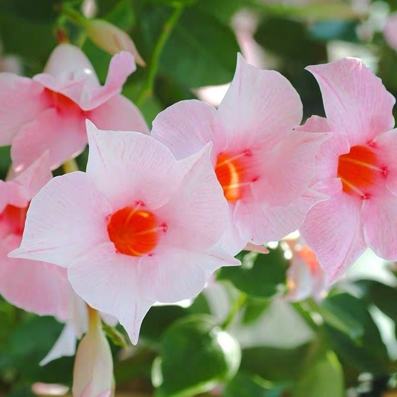 双喜飘香藤。带花盆提篮发货。