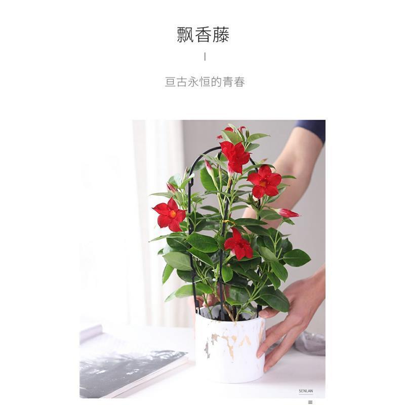 双喜飘香藤。带花盆提篮发货。
