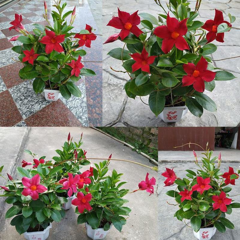 双喜飘香藤。带花盆提篮发货。