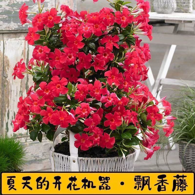 双喜飘香藤。带花盆提篮发货。