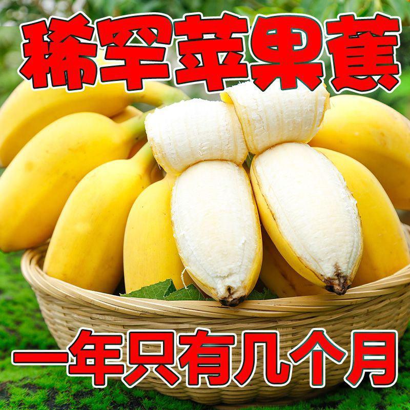 广西苹果粉蕉现摘当季新鲜水果香蕉