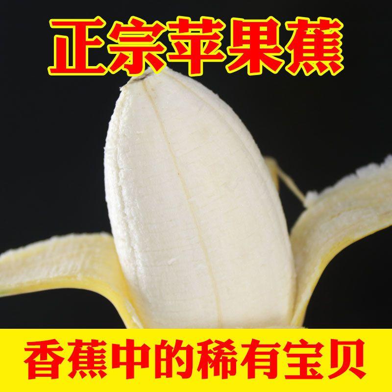 广西苹果粉蕉现摘当季新鲜水果香蕉