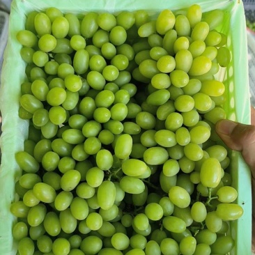 新疆无籽露葡萄