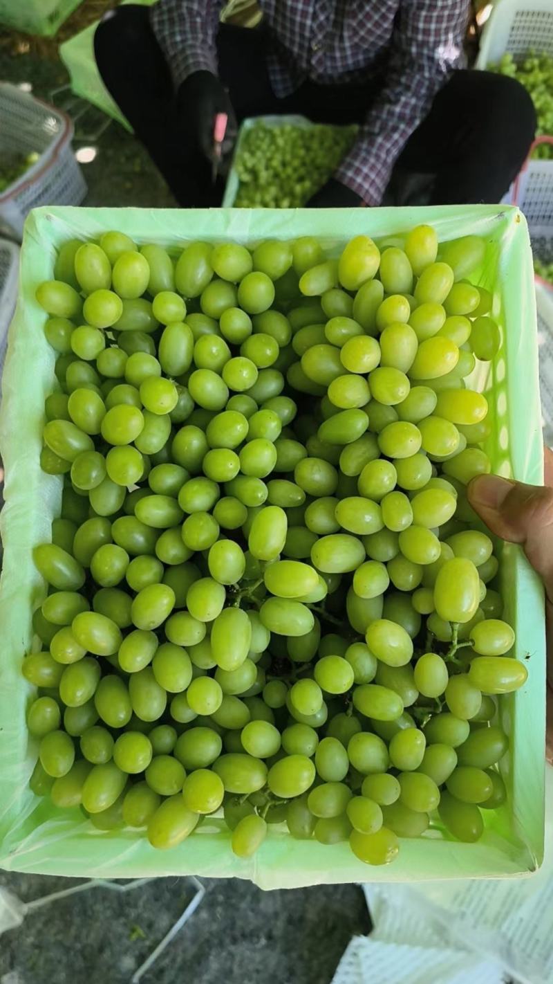新疆无籽露葡萄