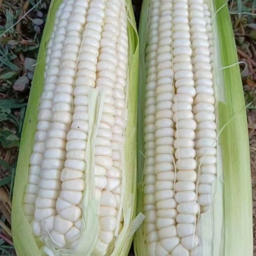 粘玉米，大量批发