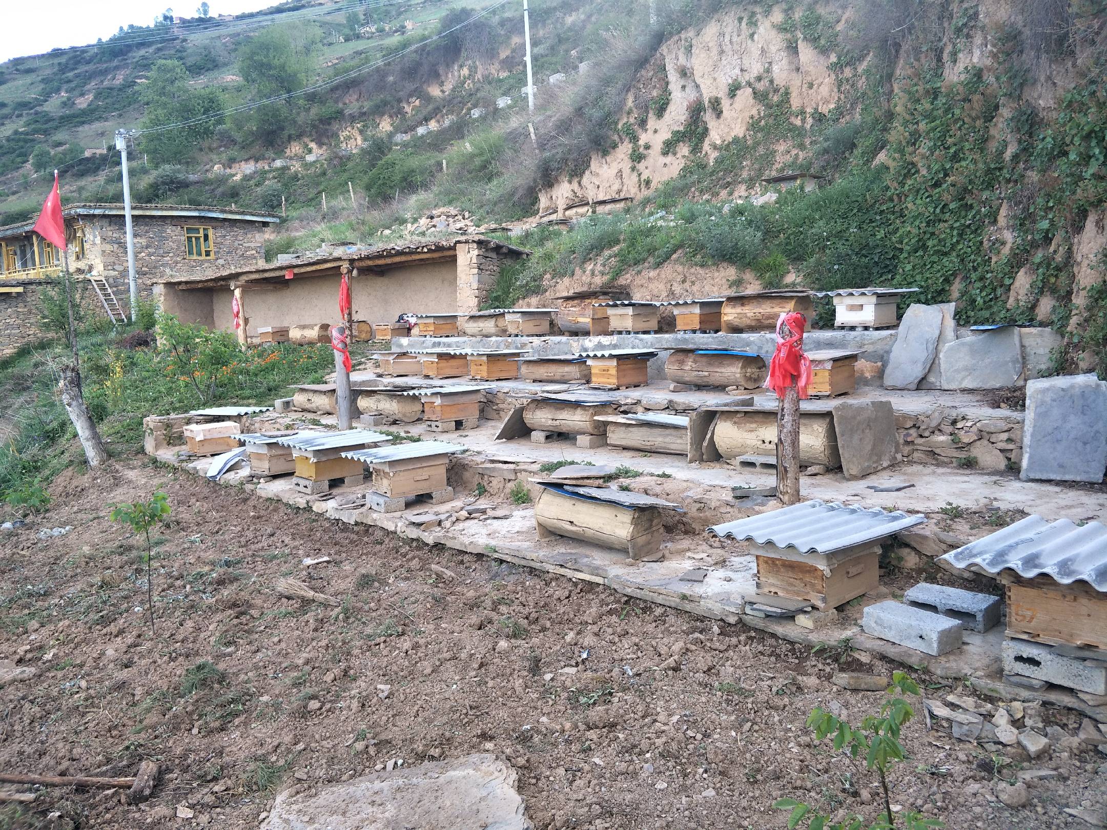 蜂箱布置在蜂糖李与五月脆果园之间,利用蜜蜂提高授粉效率 果园中设置蜜蜂箱辅助授粉