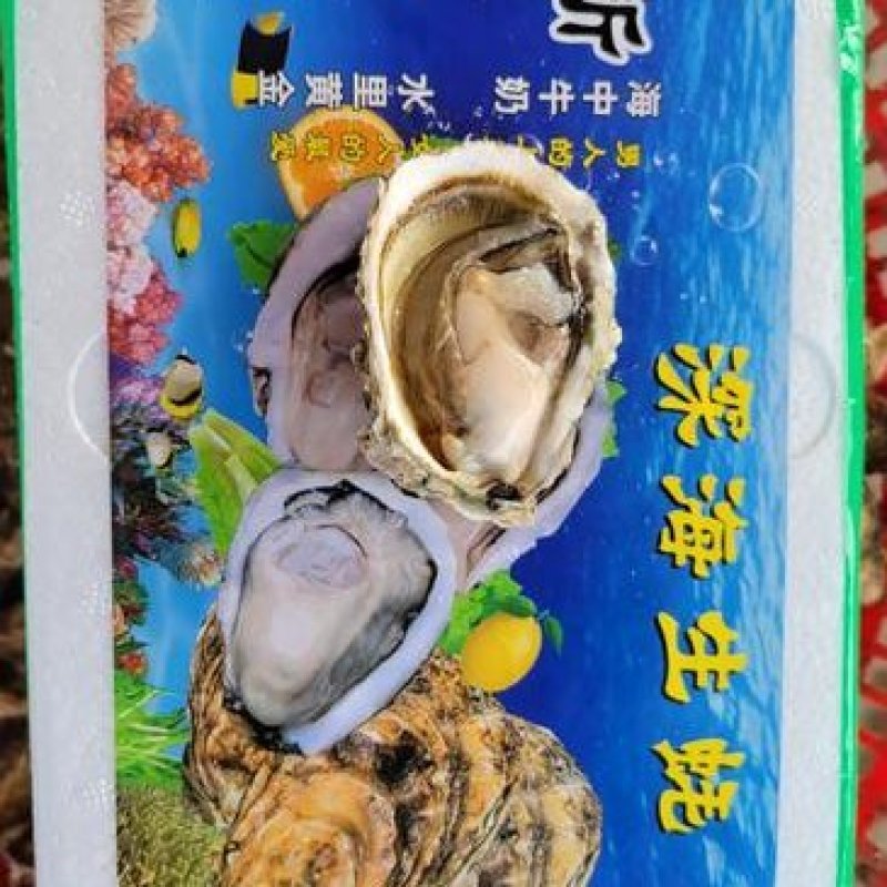 福建生蚝生蚝大量供应货源充足品质保证欢迎咨询