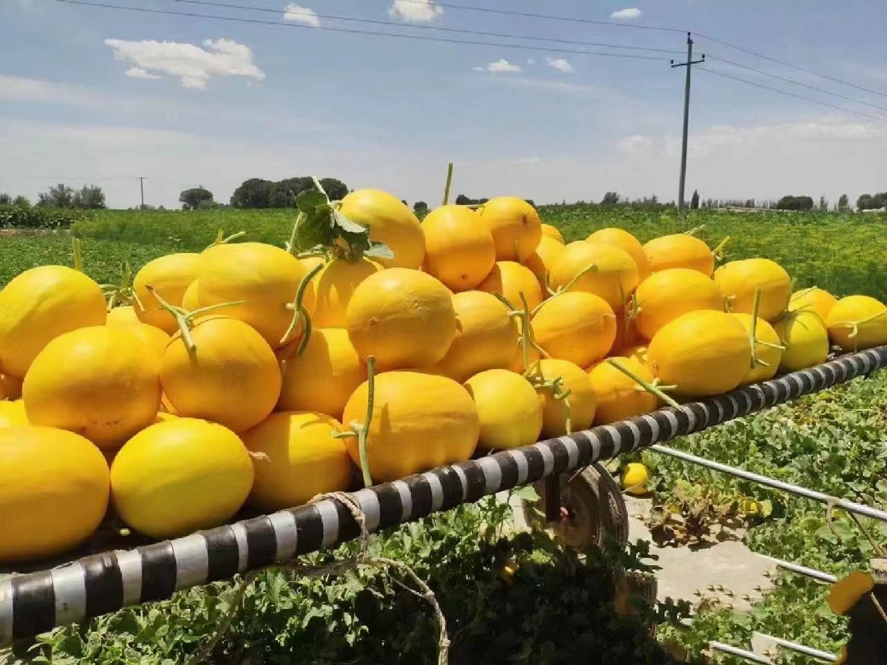 金蜜一号果园种植场景